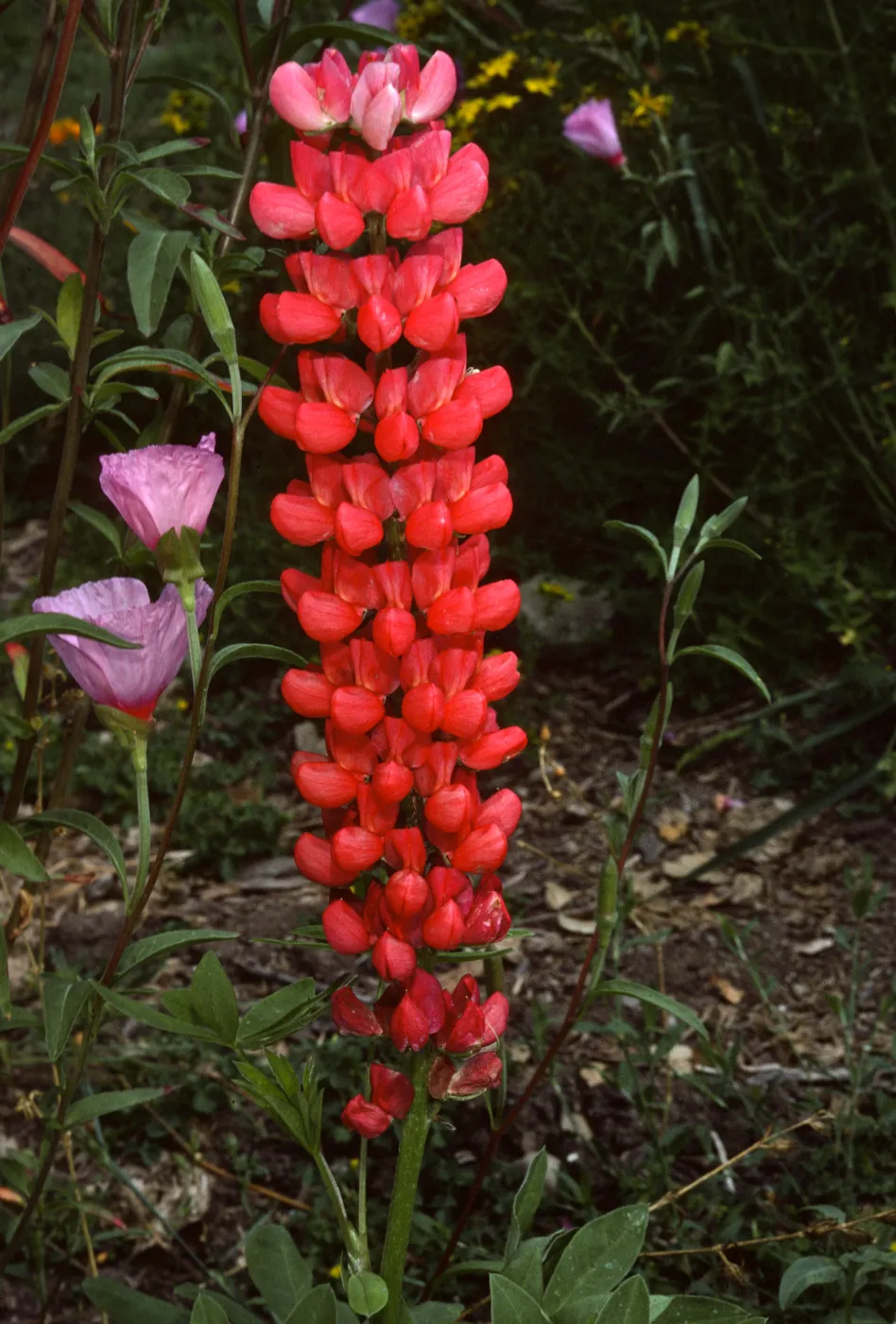 Lupinus 'Canyon Sunset'