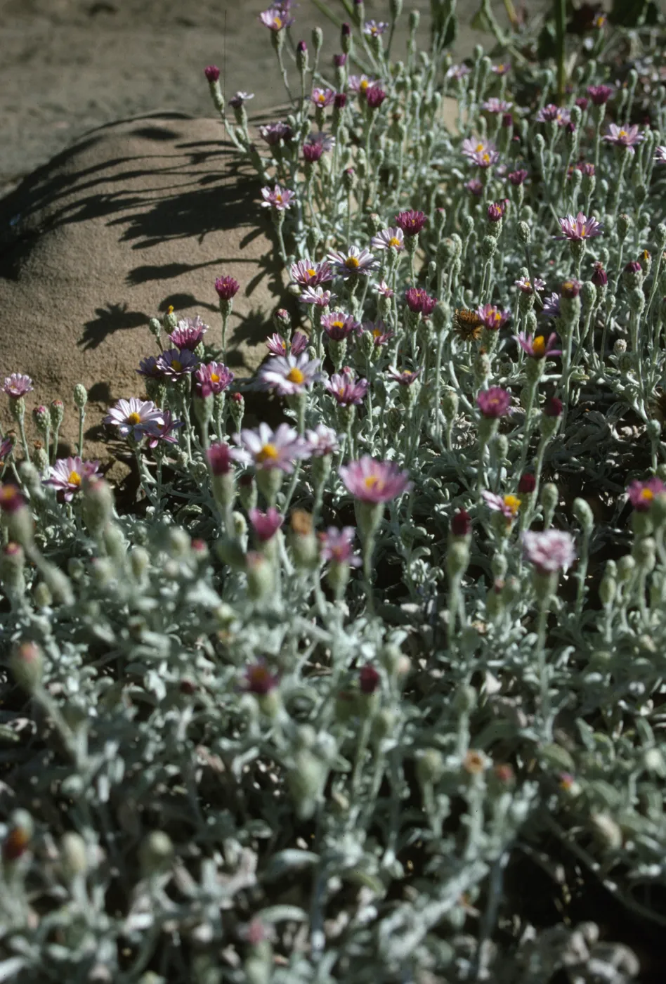 Lessingia 'Silver Carpet'