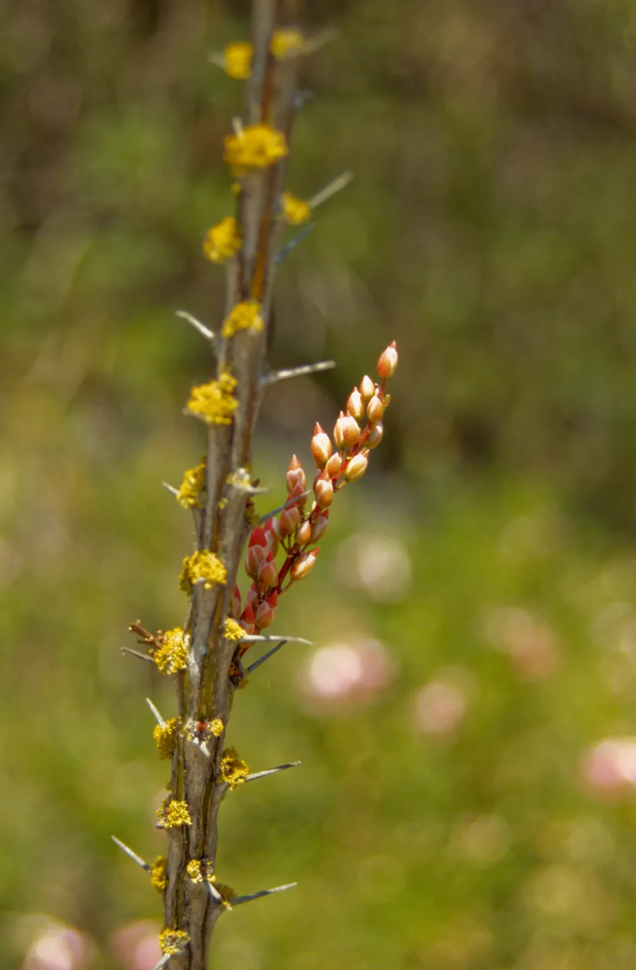 buds emerging on Fouquieria splendens 