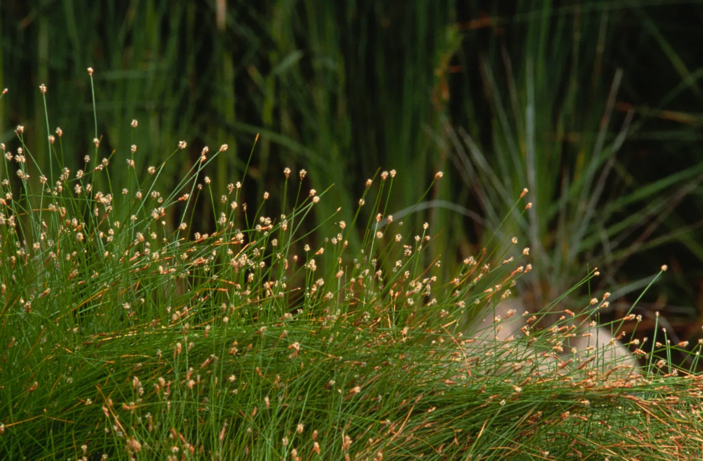 Eleocharis