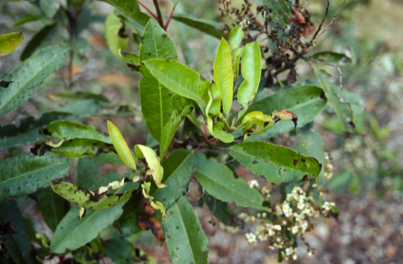 diseased leaves on Toyon, Heteromeles