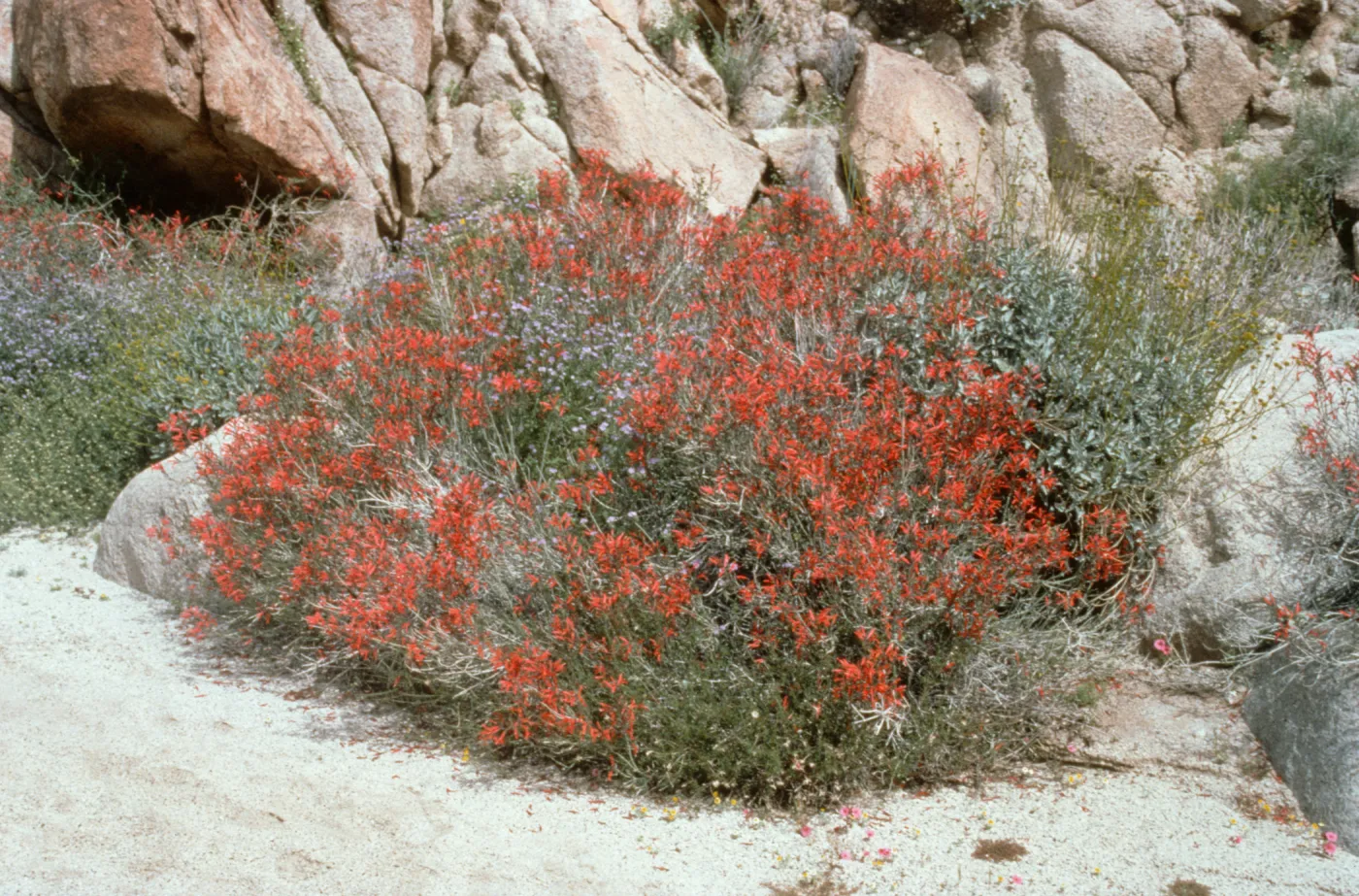 Justicia in bloom