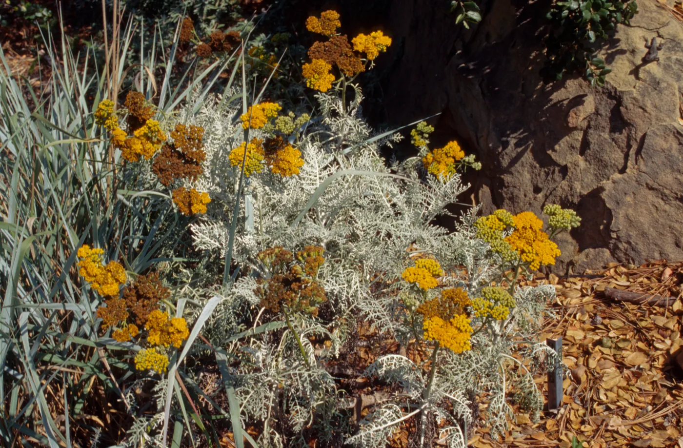 Eriophyllum 'Canyon Silver' 
