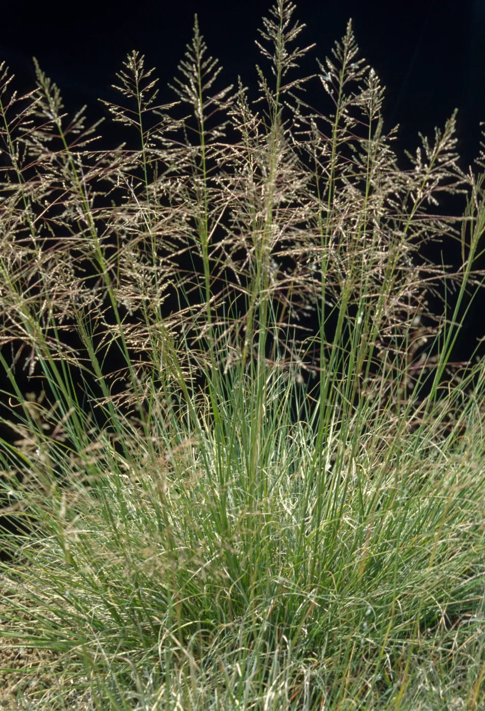 Sporobolus airoides 