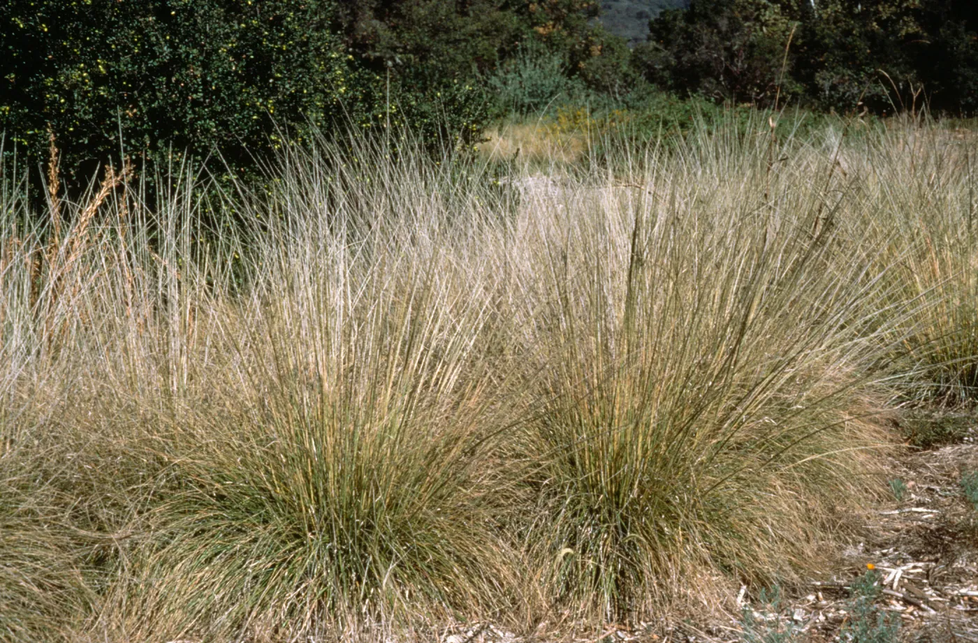 Muhlenbergia rigens