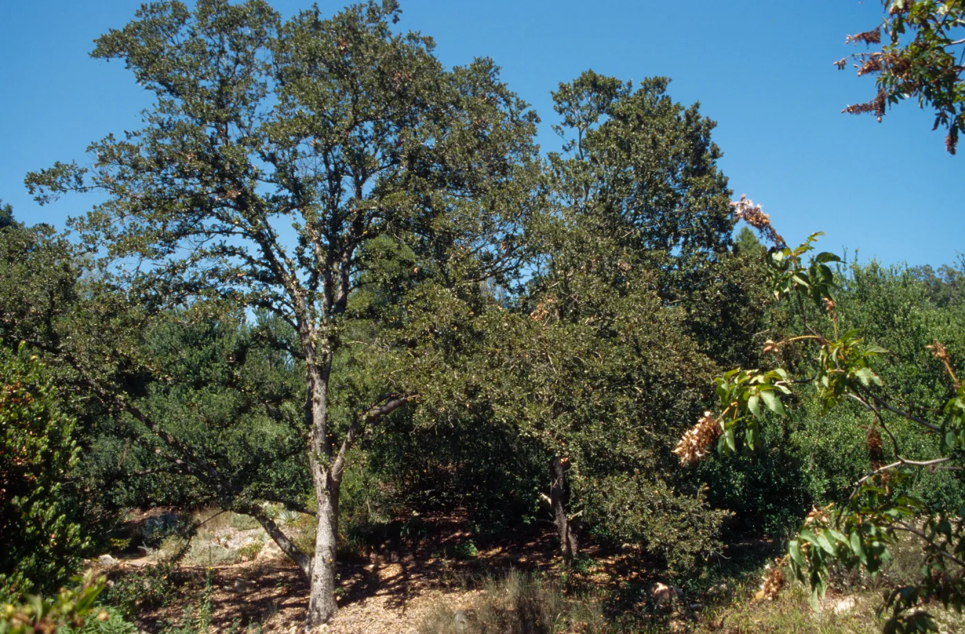Quercus tomentella