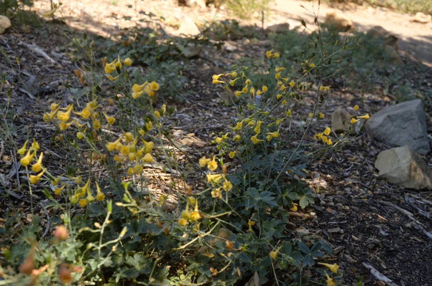 Delphinium luteum