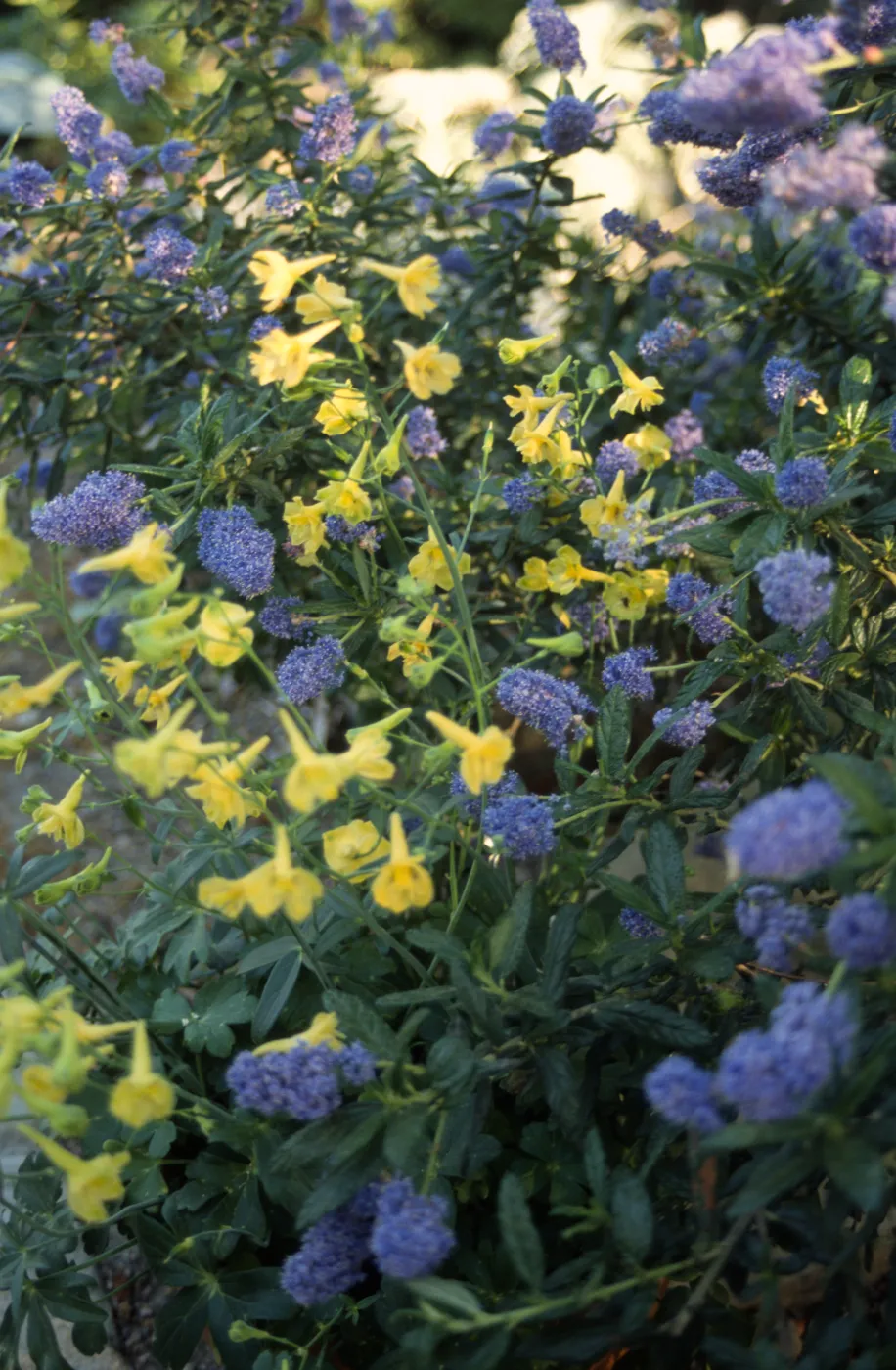 Delphinium luteum (Golden Larkspur) with Ceanothus (California Lilac)