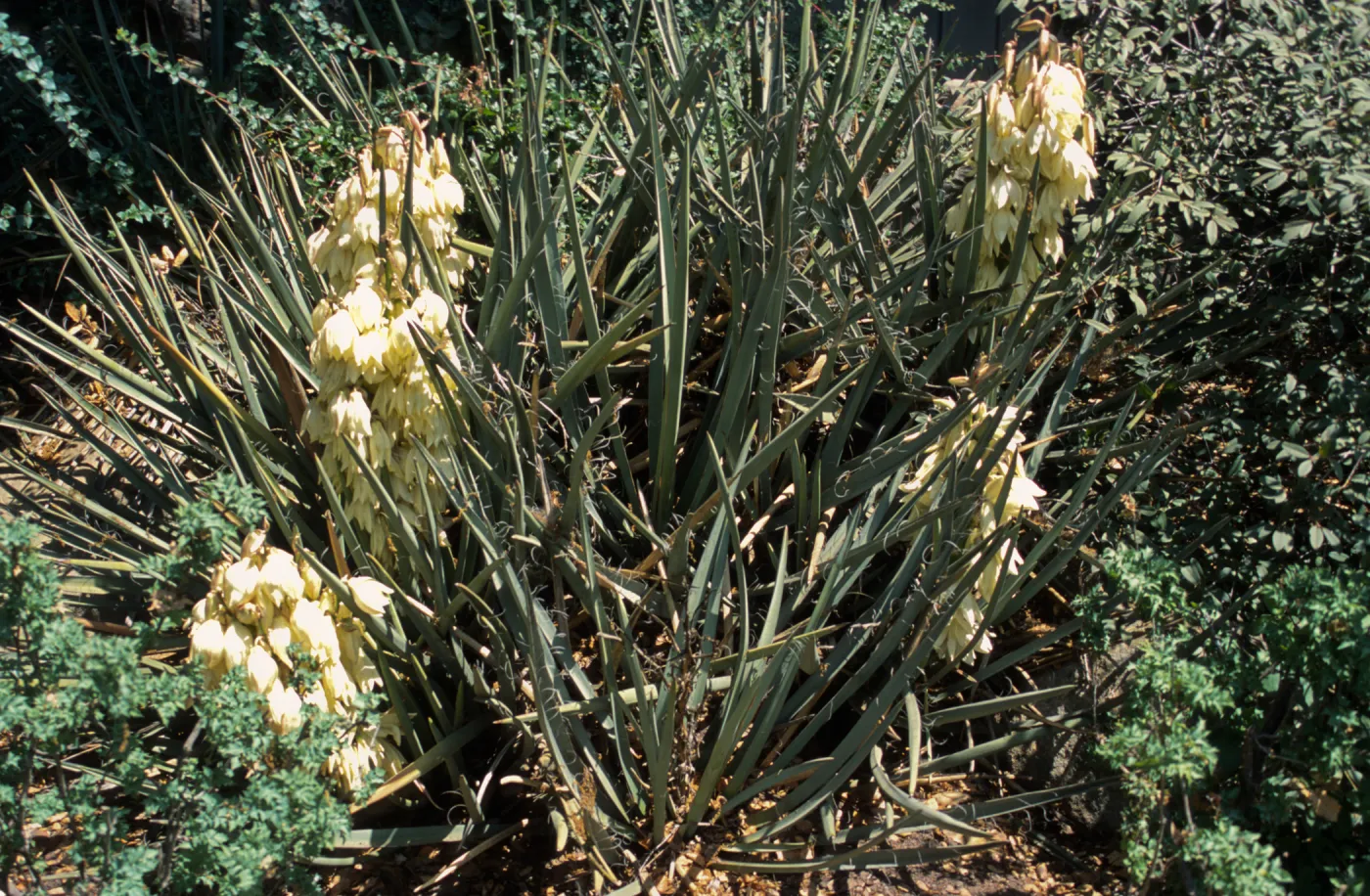 Yucca baccata 