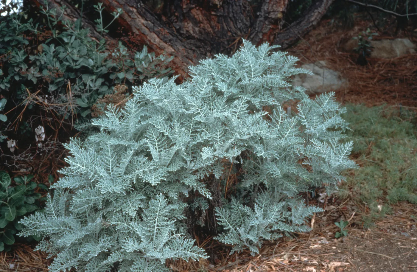 Eriophyllum nevinii 