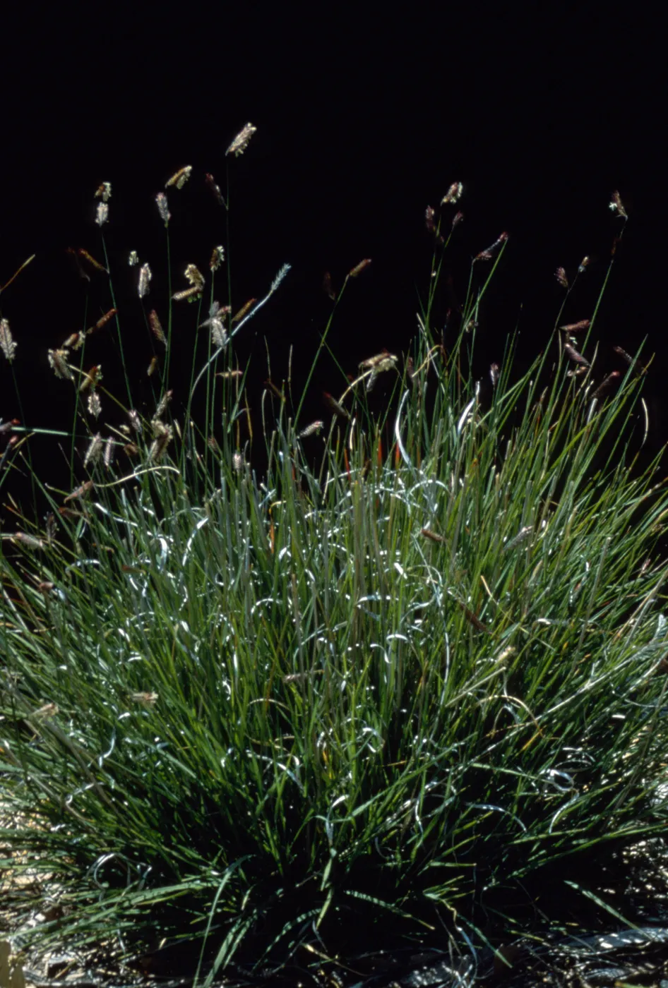 Bouteloua gracilis