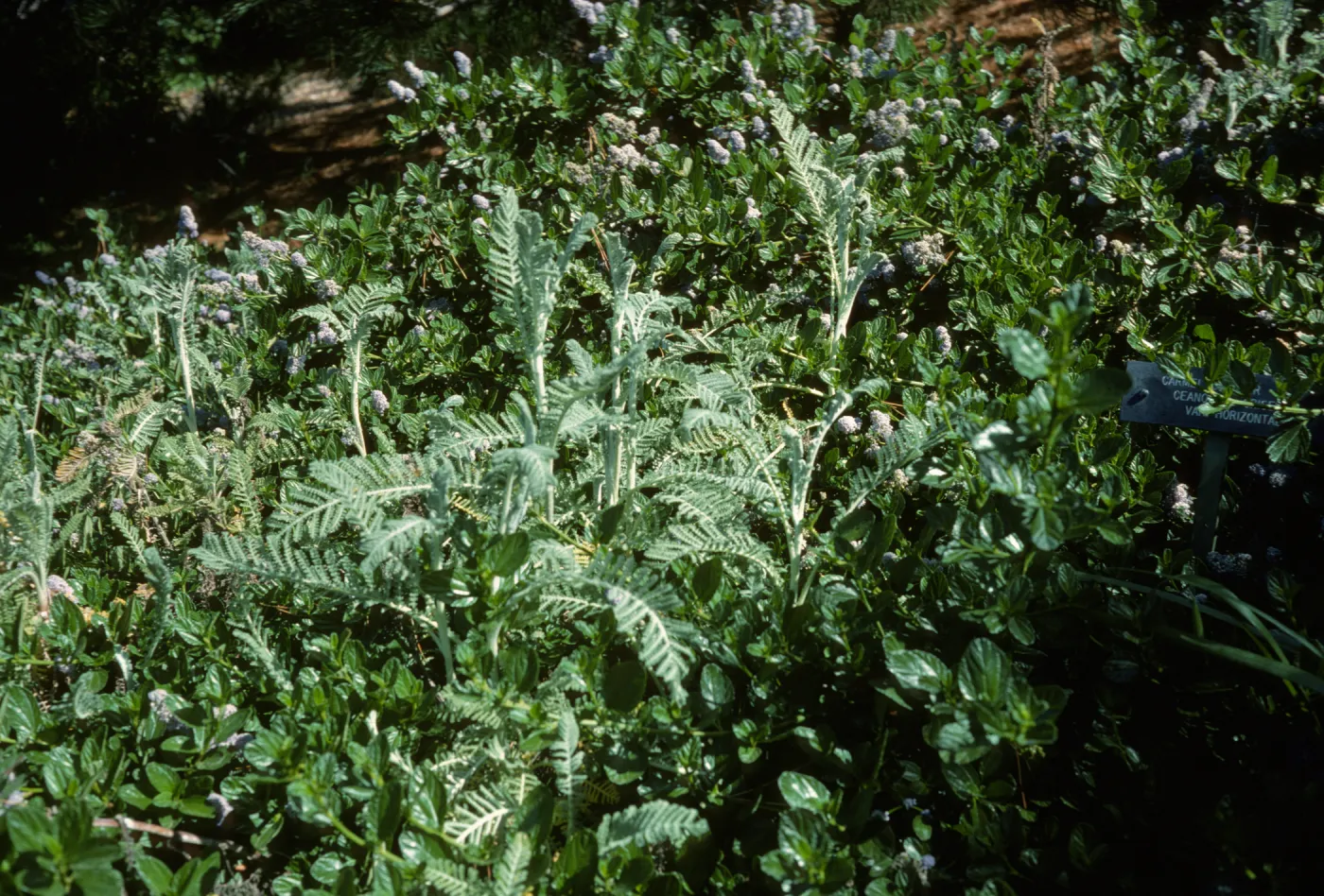 Tanacetum camphoratum with Ceanothus 'Yankee Point' 