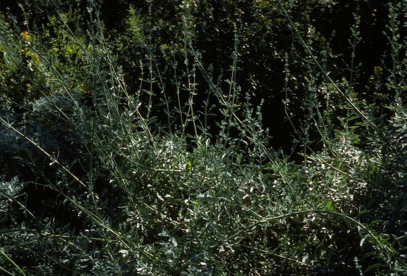Salvia apiana (White Sage)