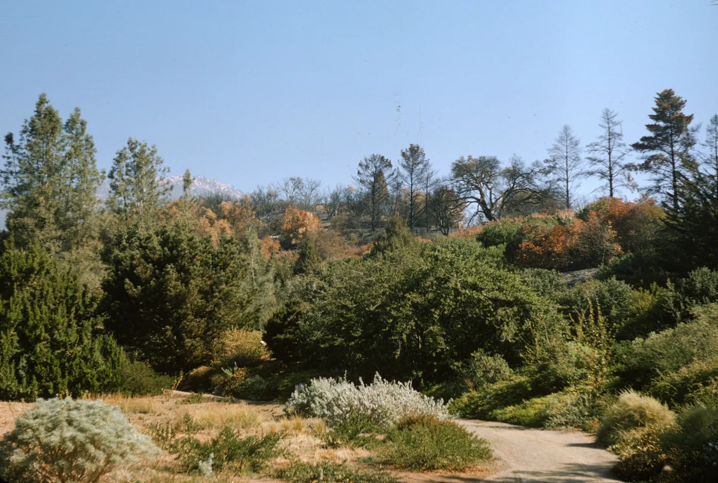 Coyote Fire aftermath from Santa Barbara Botanic Garden