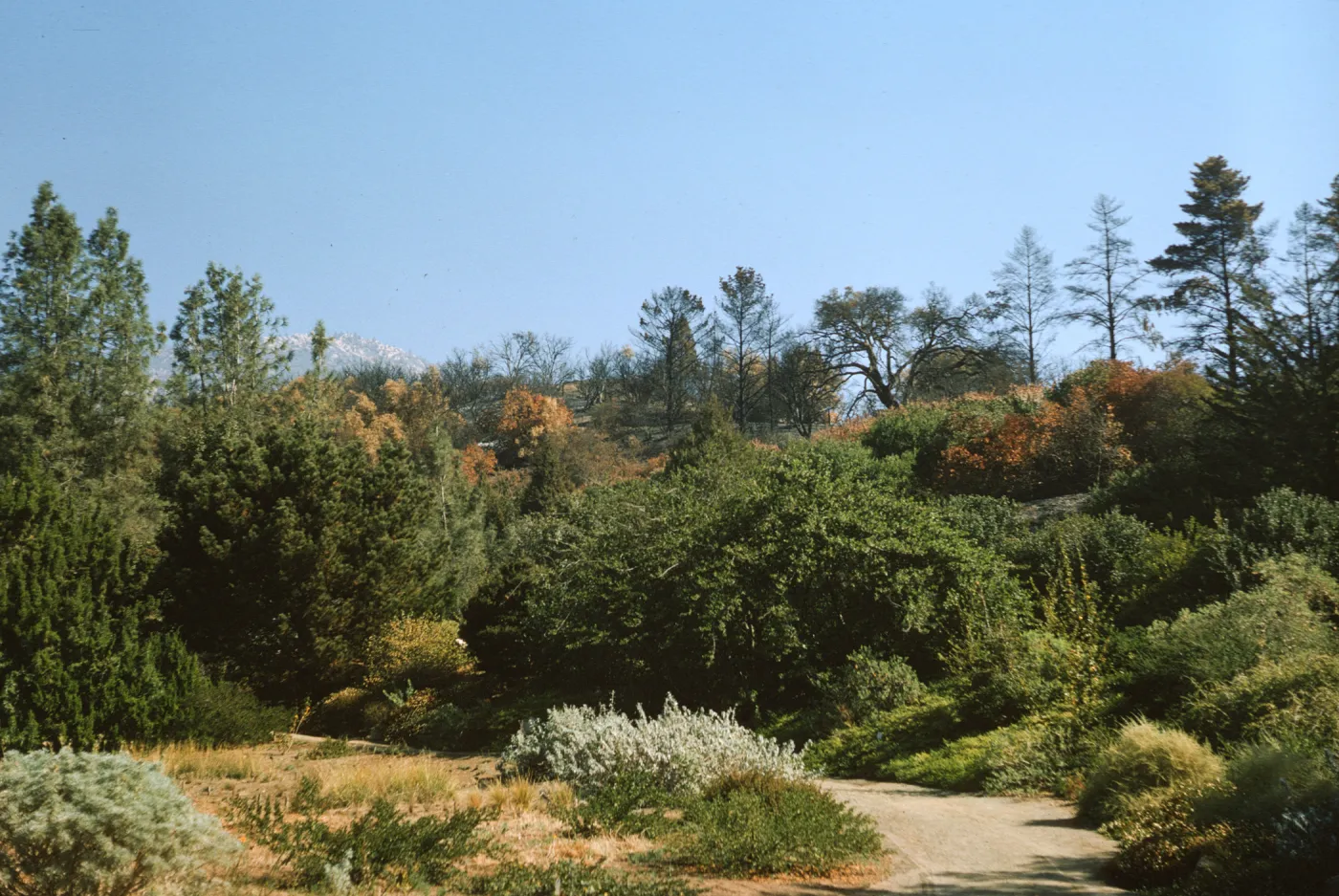 Coyote Fire aftermath from Santa Barbara Botanic Garden