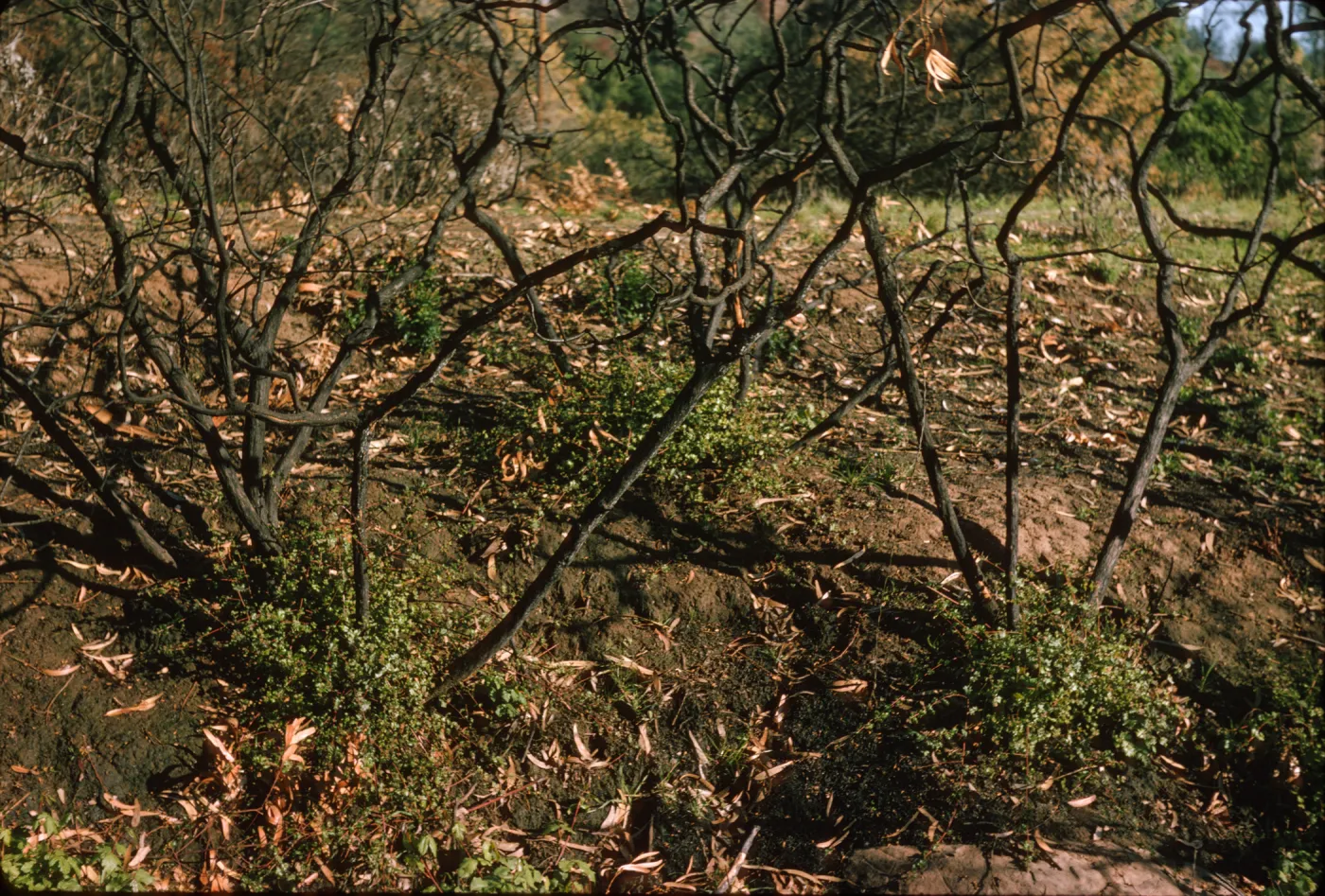 Quercus dumosa stump sprout after Coyote Fire
