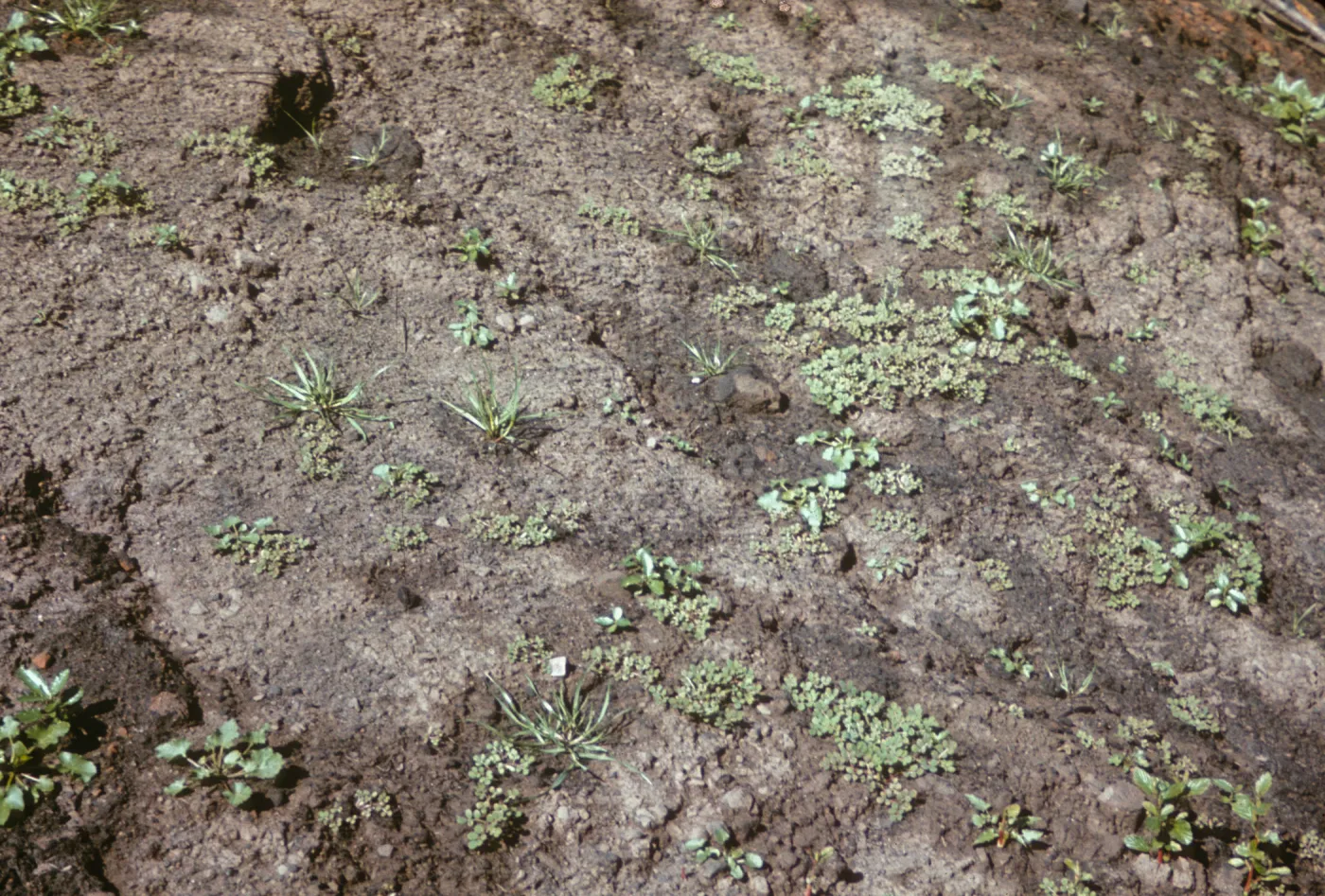 Seedlings after Coyote Fire, burned slope of Pritchett Trail