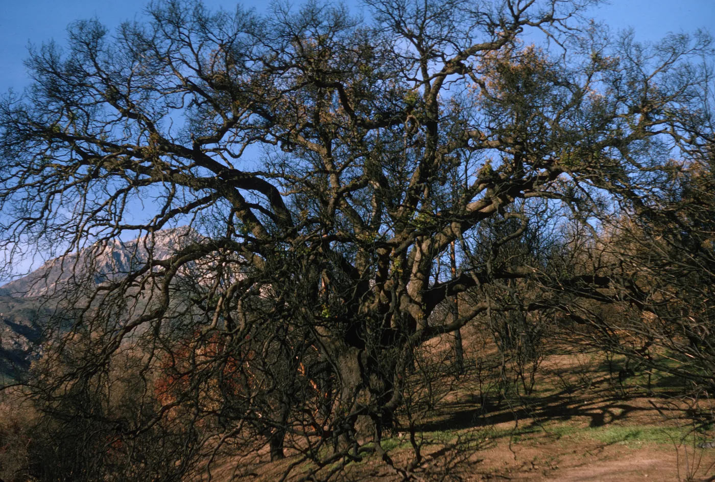 Quercus agrifolia (Coastal Live Oak) at picnic area, sprouting on branches, 3 months after Coyote Fire