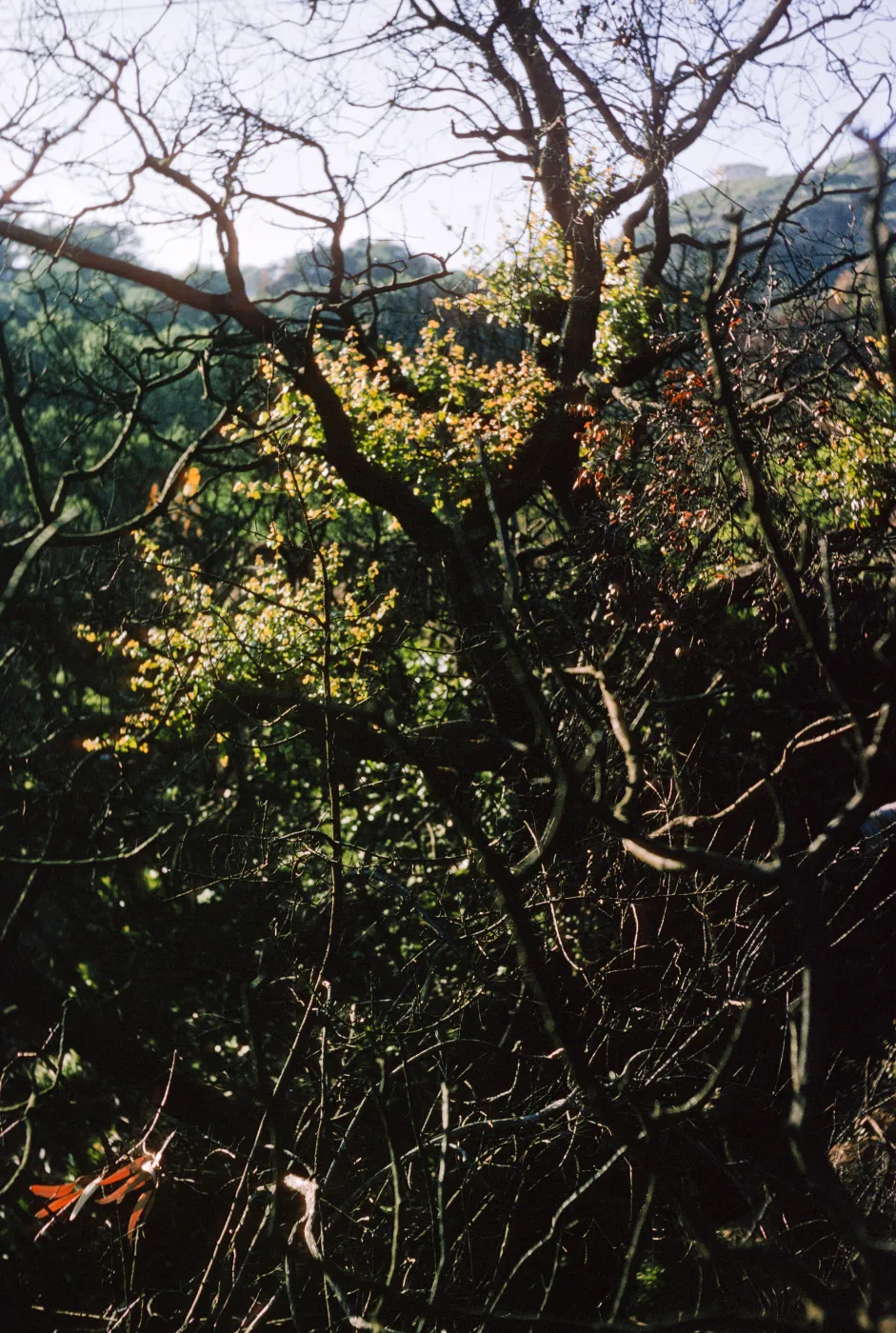 2 months after Coyote Fire, burned Quercus agrifolia at picnic area begins to recover