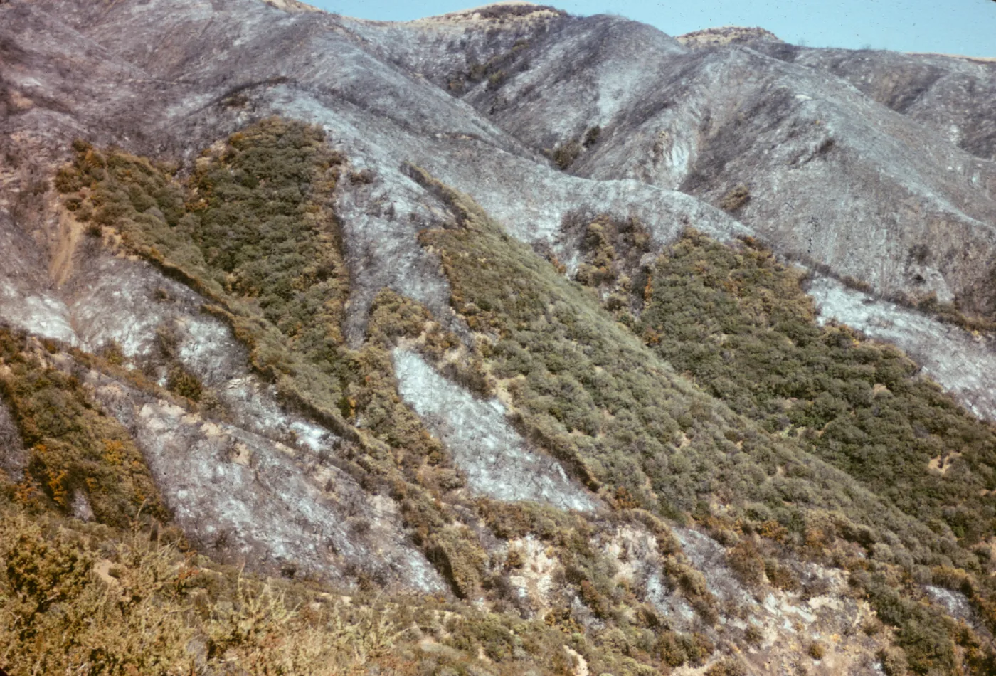 Coyote Fire burn on the Santa Ynez Mtns