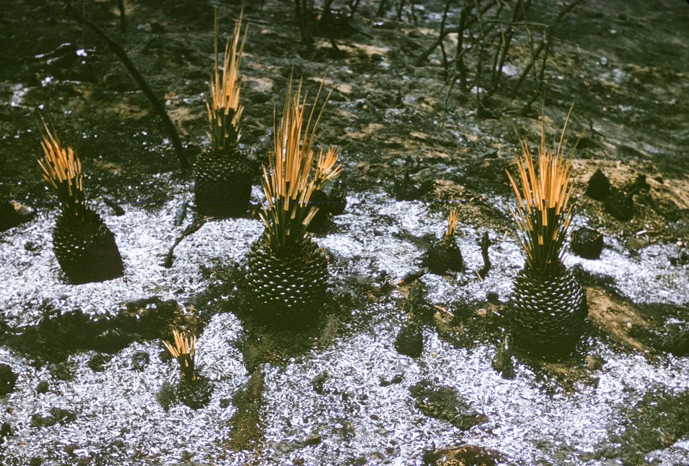 ash surrounds Yucca whipplei after Coyote Fire