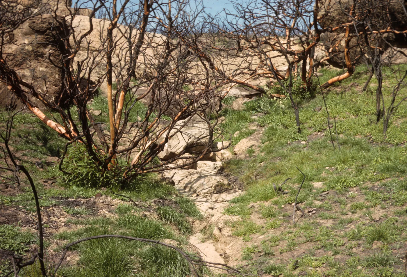 2 months after Coyote Fire, Rhus laurina and seedling, SBBG