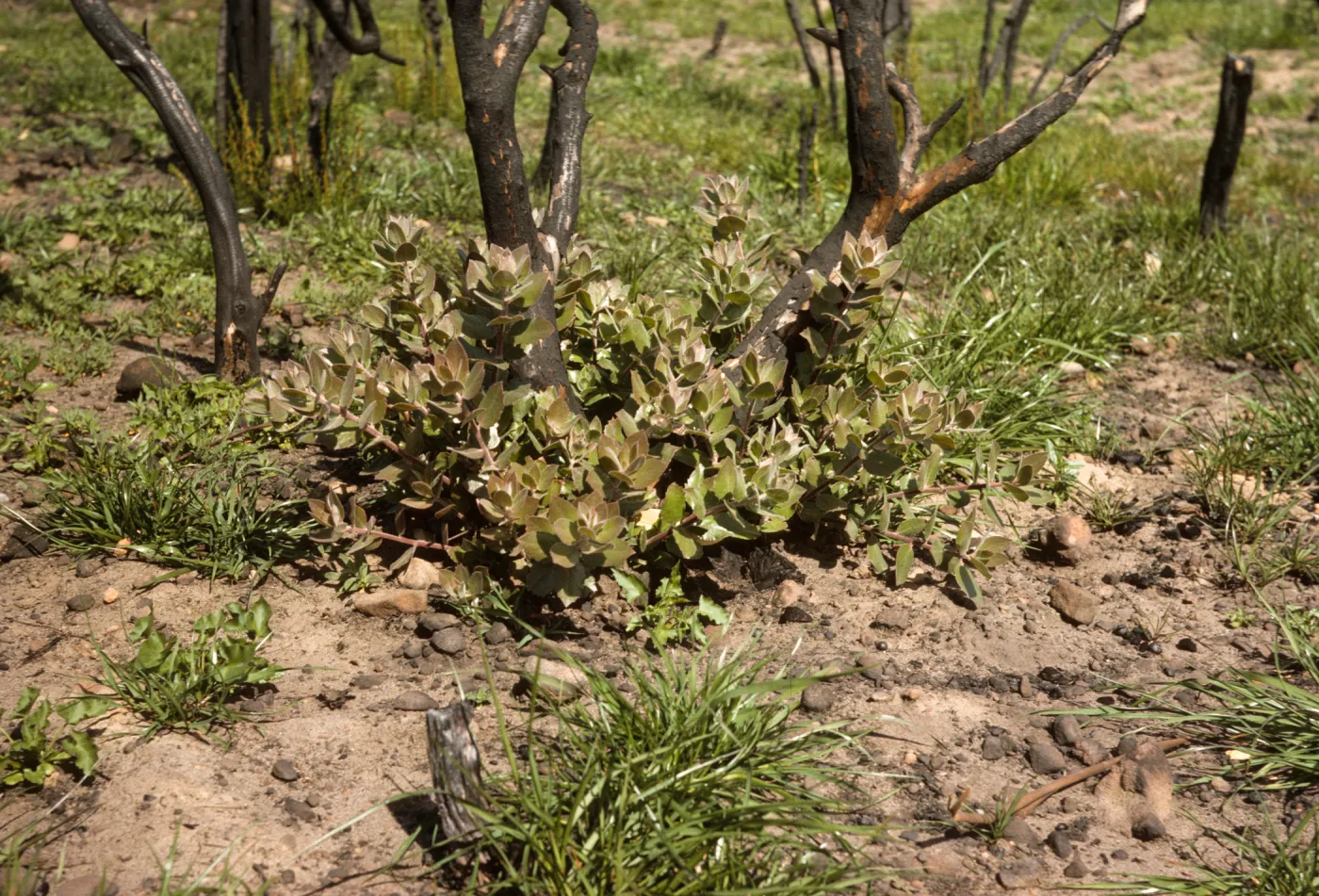 Arctostaphylos (Manzanita) stump sprouting 2 months after the Coyote Fire