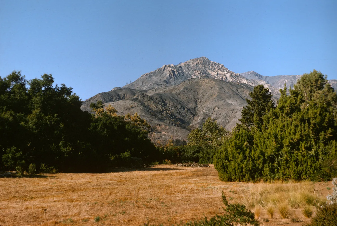 Garden meadow and Santa Ynez Mountains after Coyote Fire, 1964