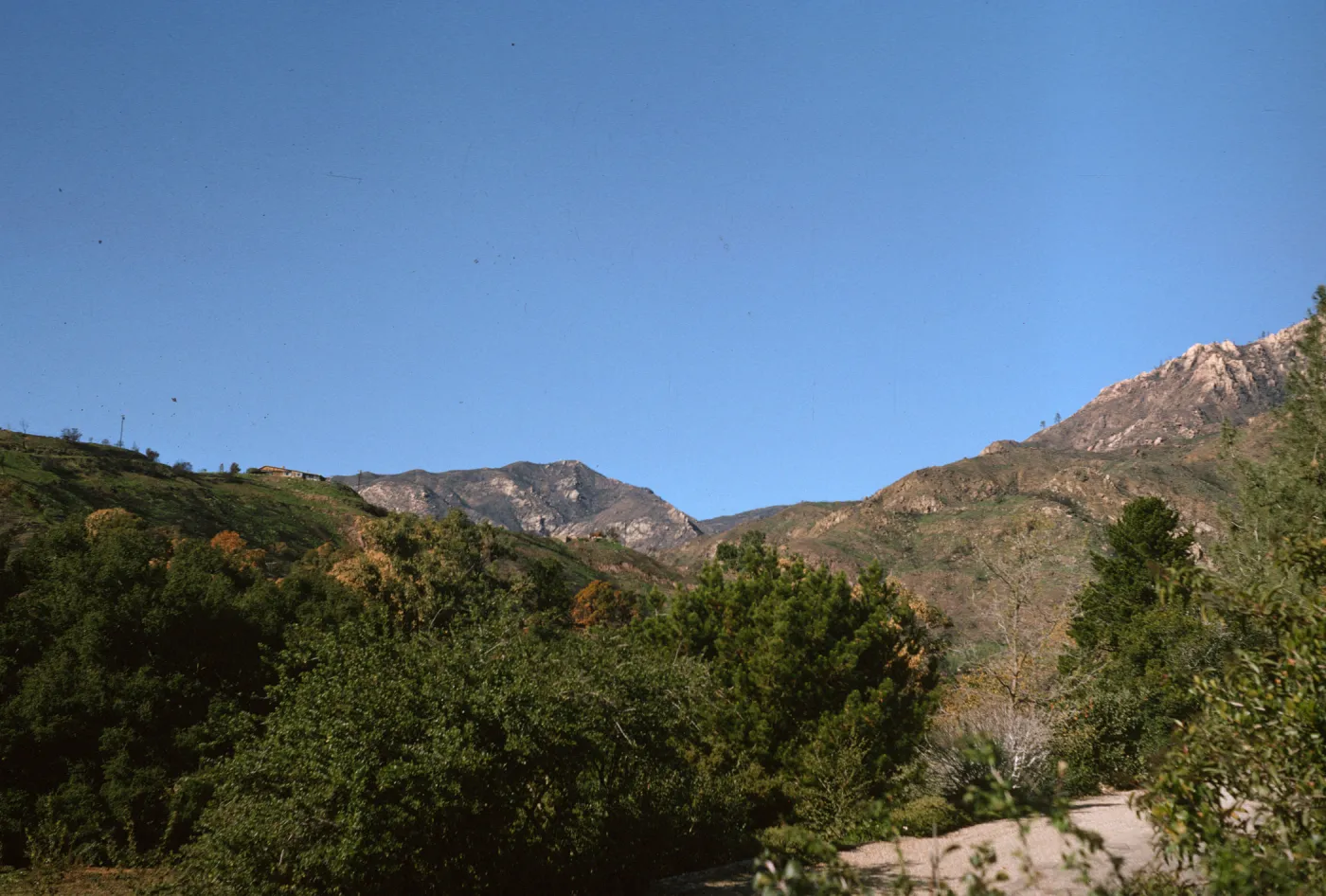 View of burned slopes of Santa Ynez Mountains after Coyote Fire from Garden