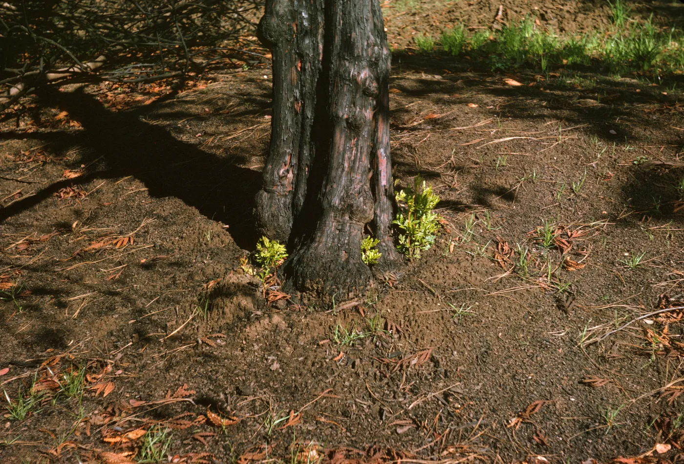 Lyonothamnus stump sprouts on Porter Trail after Coyote Fire