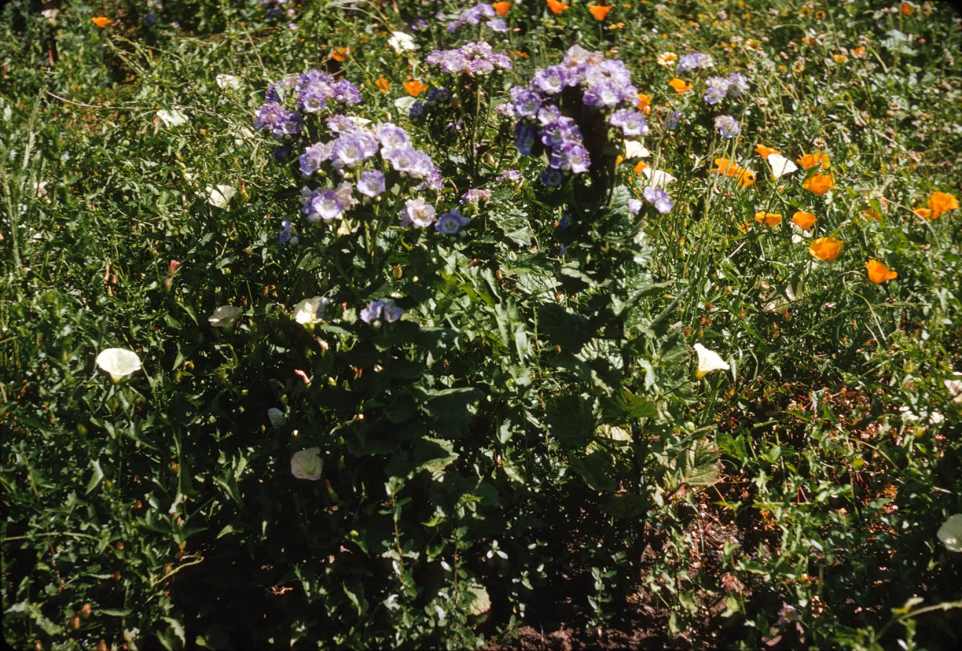 Phacelia grandiflora after Coyote Fire