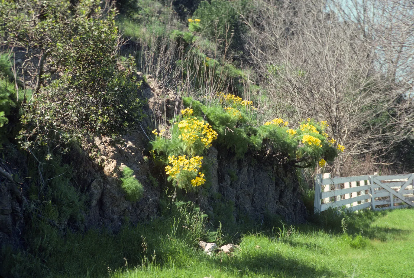 Santa Cruz Island