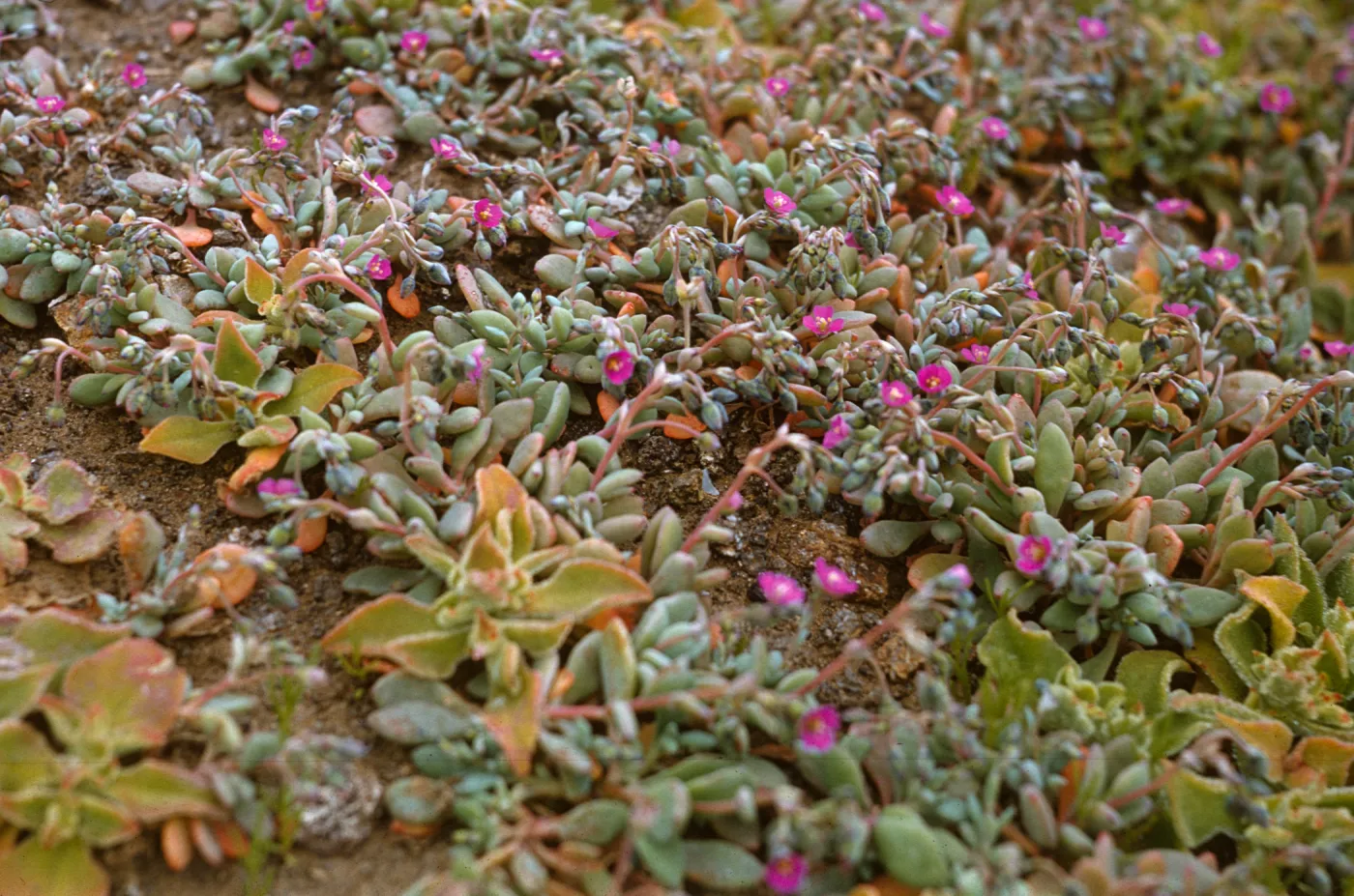 Mesembryanthemum, Anacapa Island, Calandrinia maritima in bloom