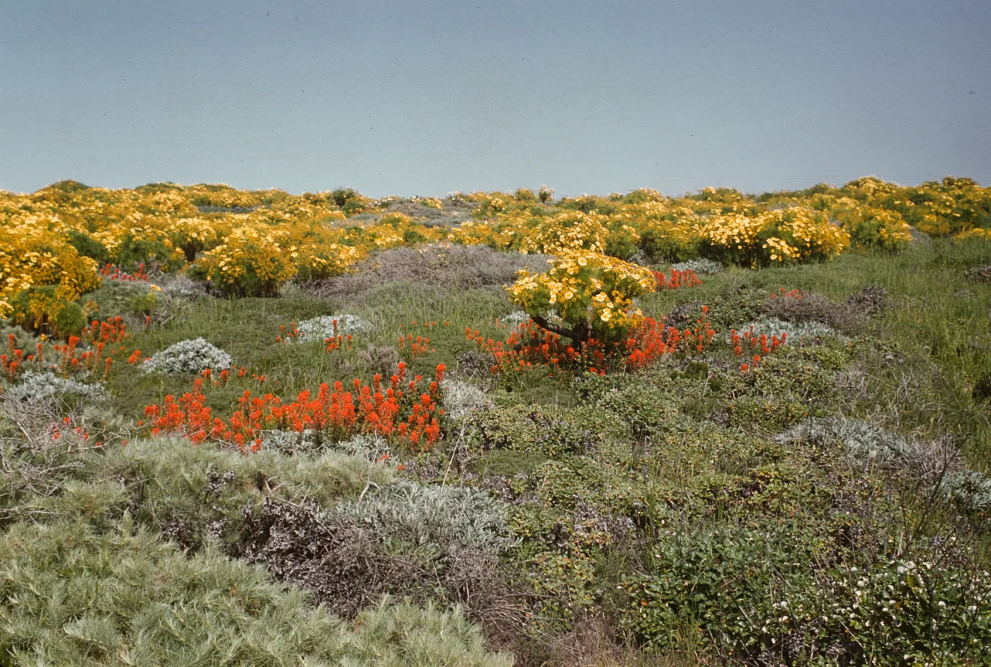 Coreopsis gigantea