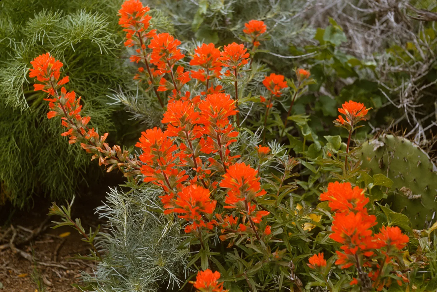 Castilleja on Anacapa Island