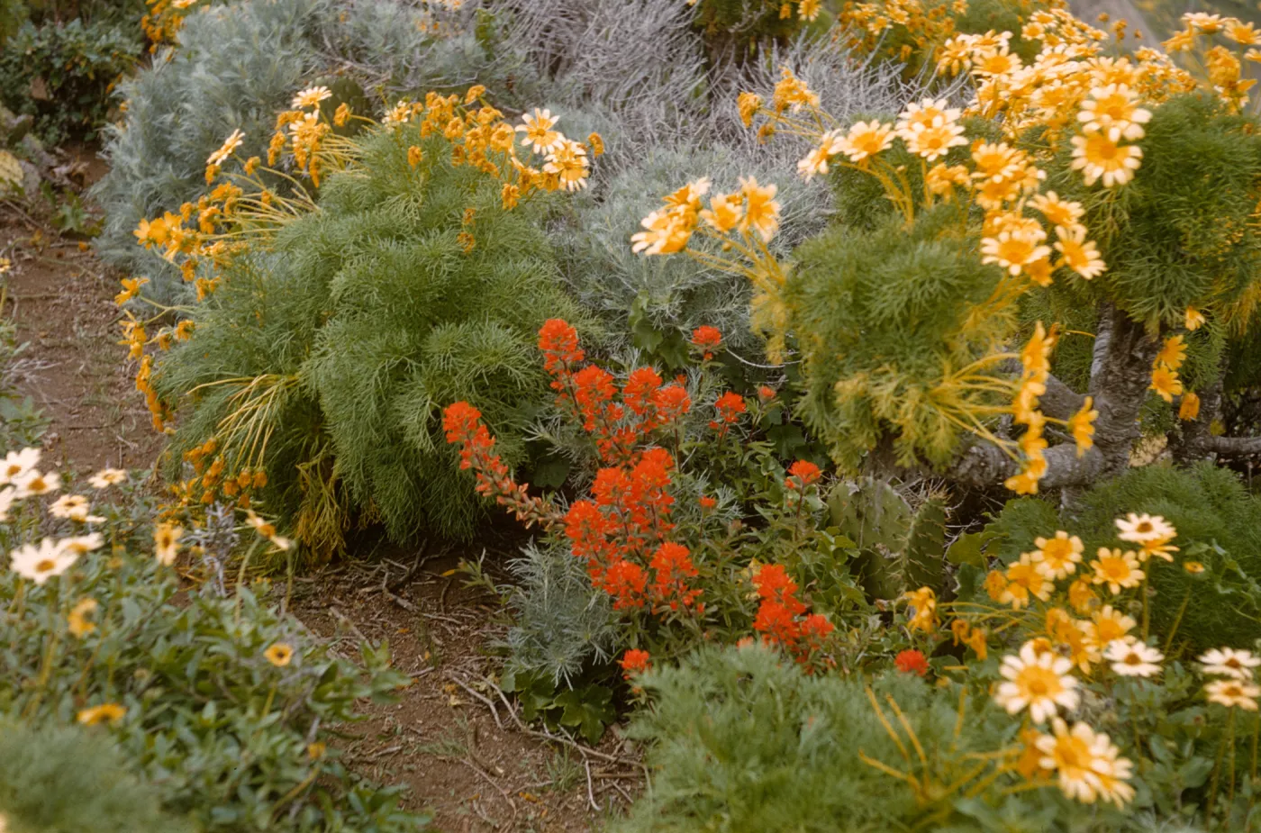 Several bushy plants with narrow, bright green leaves laden with yellow flowers surround a smaller plant bearing clusters of orange flowers. 