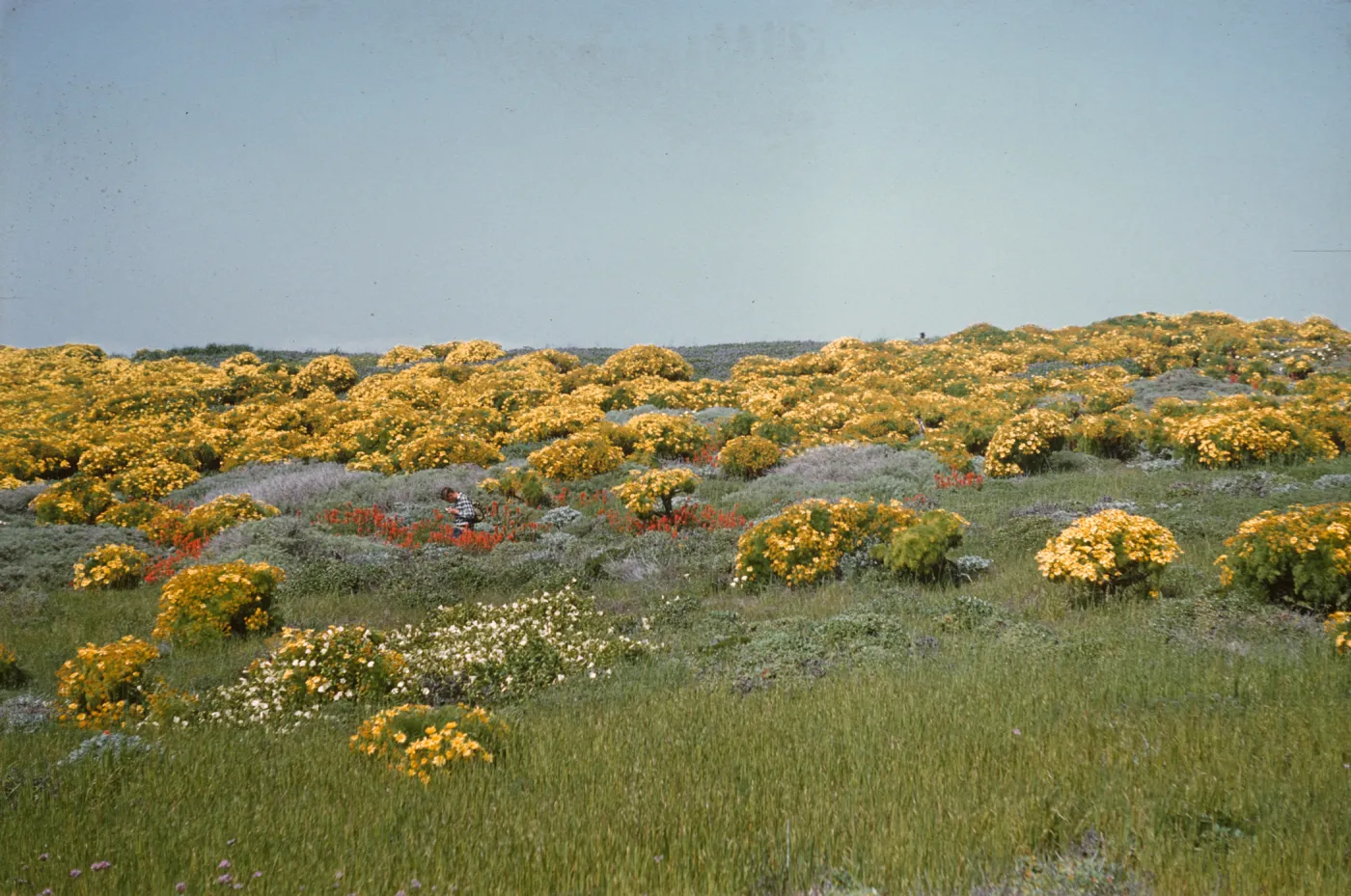 Numerous bright yellow flowing bushes cover an open field also dotted with white and orange flowers. In the middle distance, a man in a checkered shirt examines something in his hands. 