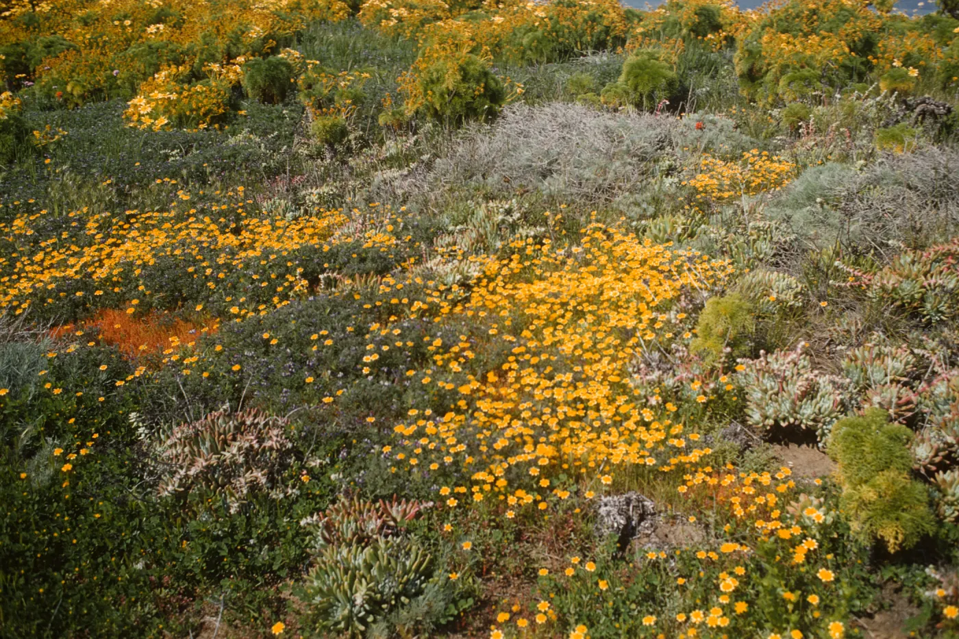 An open area covered with yellow wildflowers and other small plants in various shades of green. 
