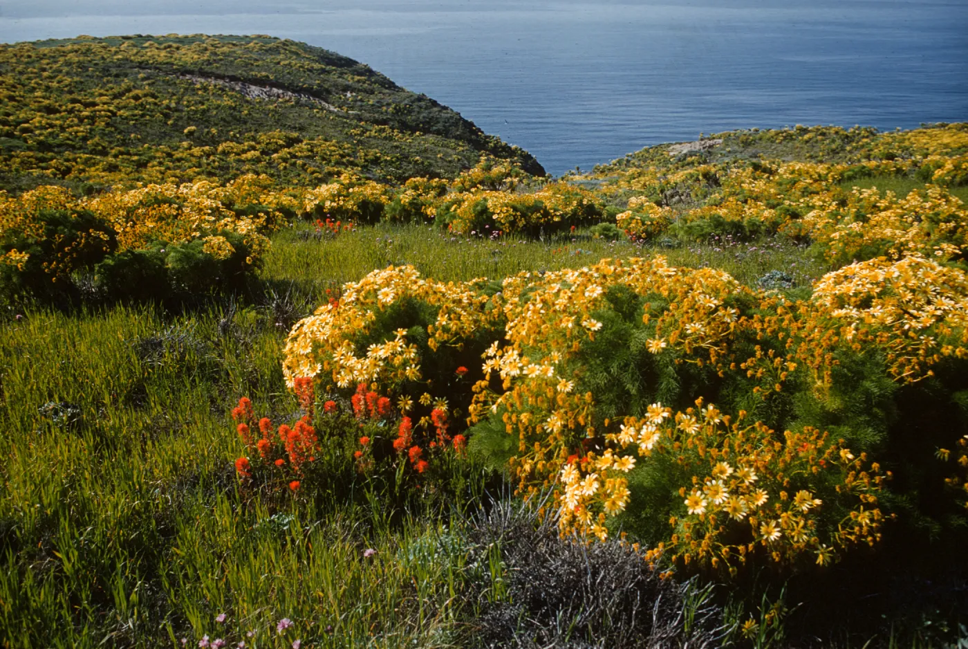 A clifftop covered in green grasses and dotted with orange flowers and yellow flowering bushes. The ocean is visible in the background. 
