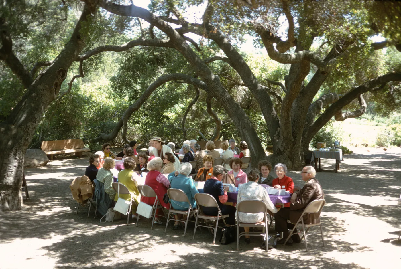 Approximately two dozen well-dressed people sit in folding chairs at 2 large tables set up in the shade of two large, split-trucked trees.