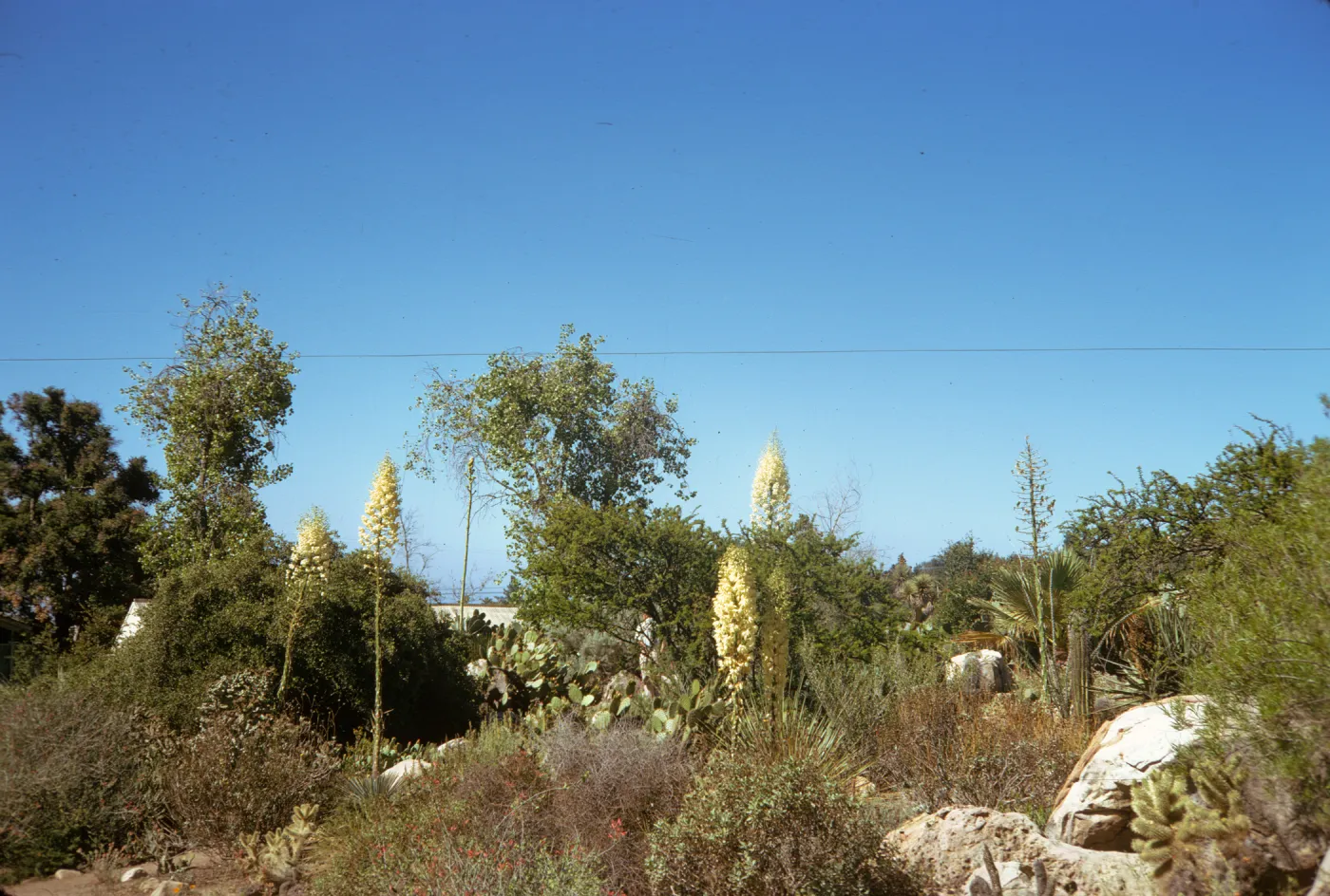 Several tall-stemmed plants topped with cones of off-white flowers arise out of a field of bushes, cacti, and small boulders. 