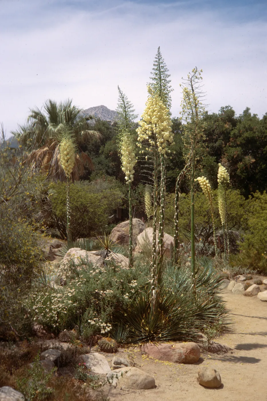 Several tall-stemmed plants topped with cones of off-white flowers arise out of cluster of spiky plants and white flowers at the edge of a gravel path lines with stones winding through a landscape of trees and bushes. 