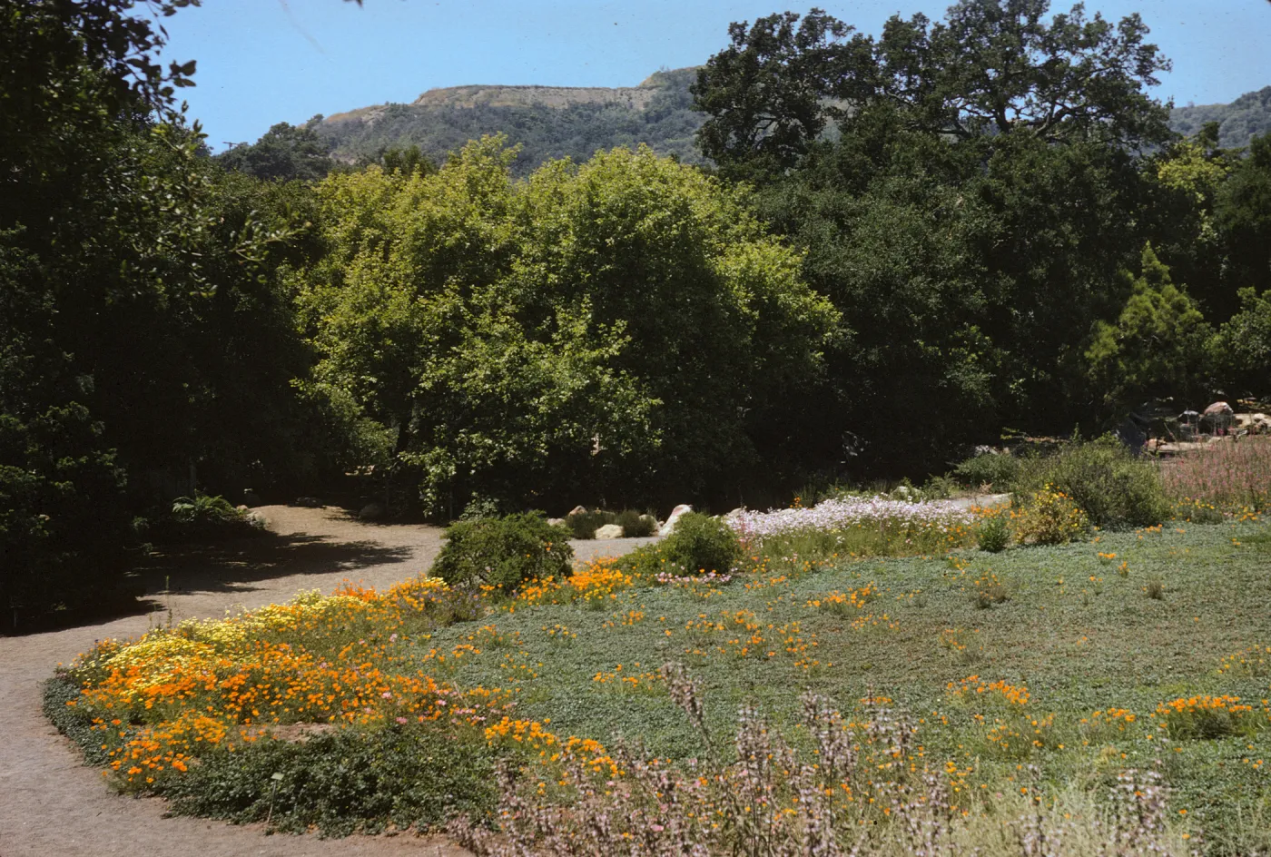 A dirt road curves between a shady forest and a meadow rimmed with orange and yellow flowers.