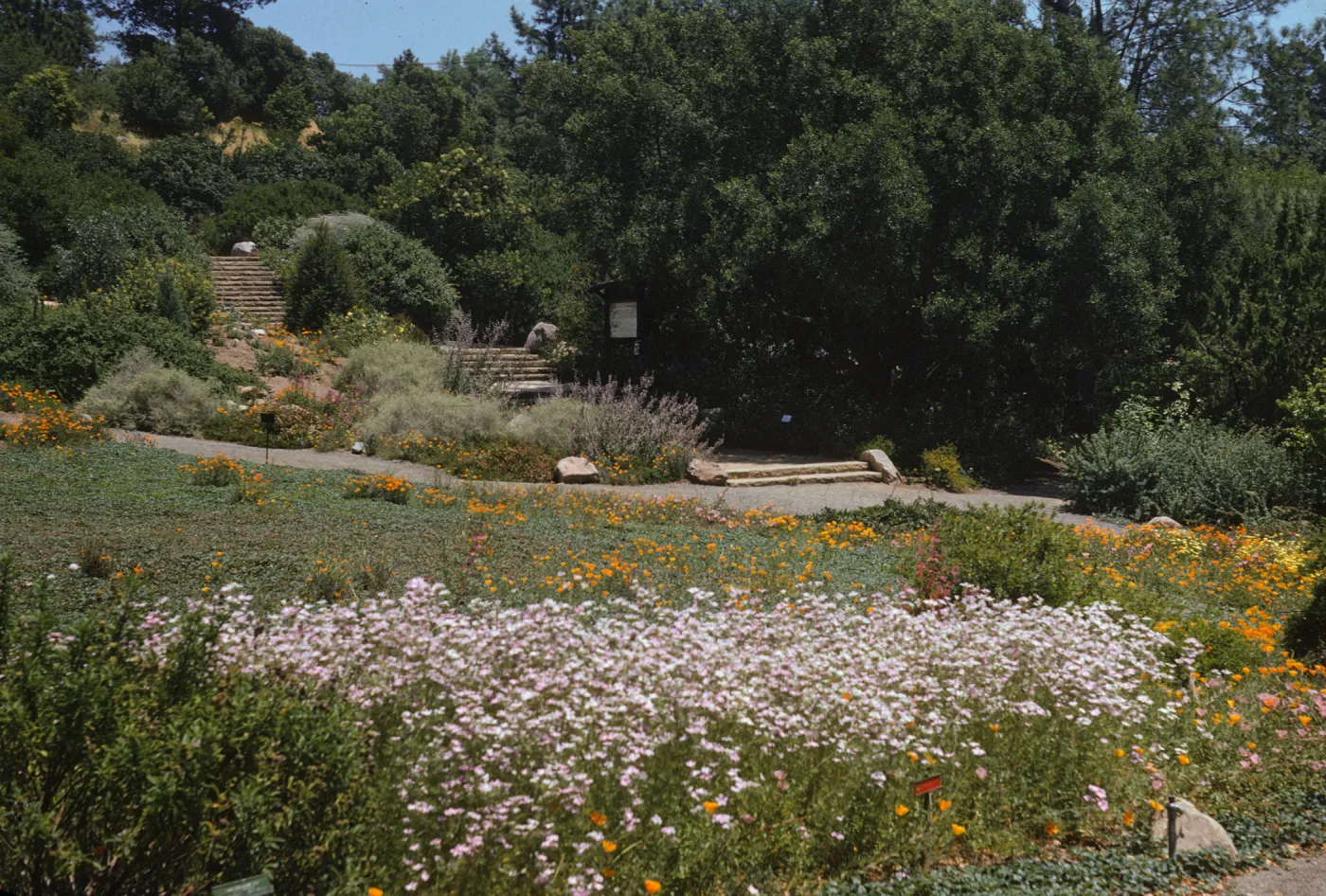 A meadow of orange, yellow, white, and pink flowers at the base of a set of wide, rough-hewn, stone stairs that ascend amid a landscape of trees, bushes, and flowers. A large, informational sign is located in the shade beside the stairs.