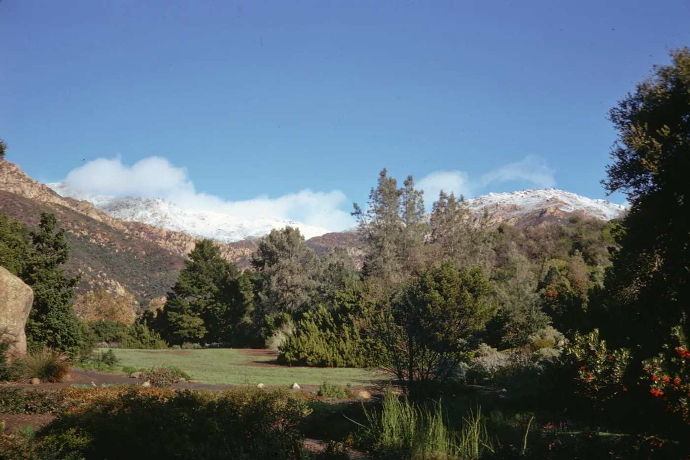 A gravel path crosses a clearing ina forest of evergreen trees and orange-flowered bushes, forking around a large boulder. Steep, snow-capped mountains are visible in-the background. 