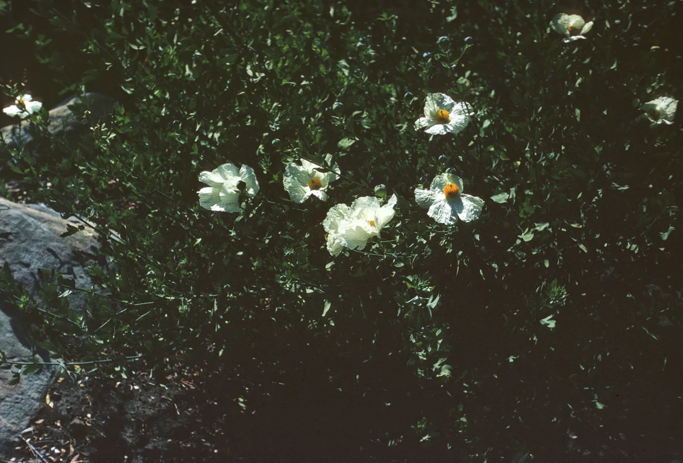 A small, dark green plant with many long stems and several five-petaled, yellow-centered white flowers.