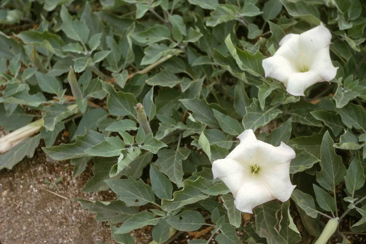 A low plant with dark green, pointed leaves and two white, 5 pointed flowers with fused petals. 