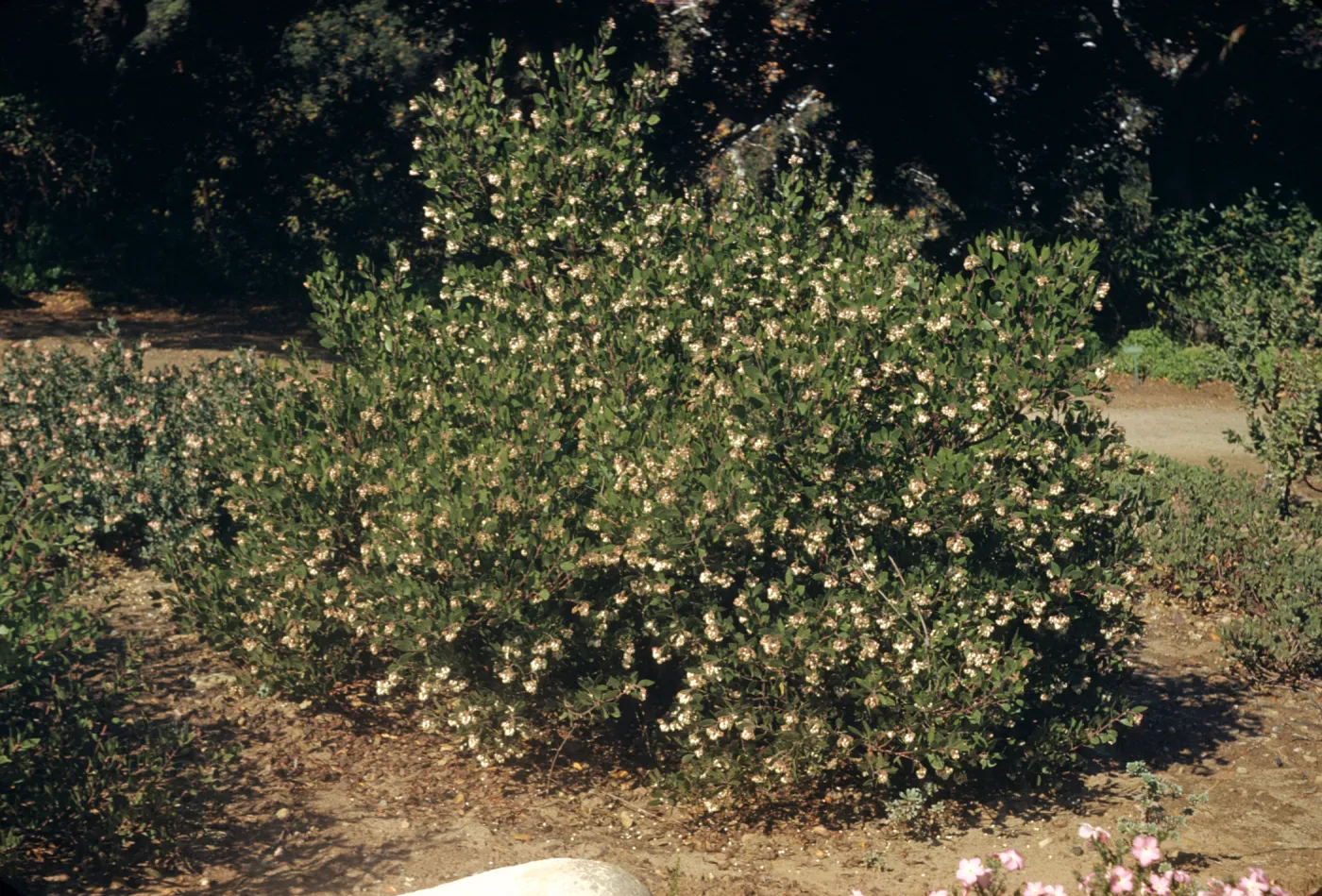 A large, green bush covered in wilting white flowers beside a dirt road.
