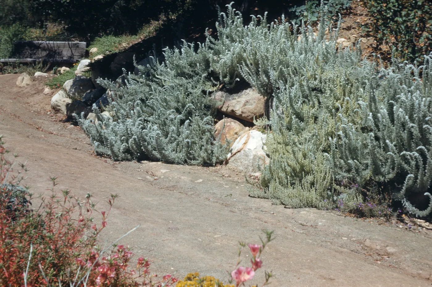 A large, arching cluster of snowy-green, upward-reaching, curved stems grow on the large stones that line a dirt road. A large wooden bench is visible further down the road, and pink flowers on long stems are visible across the road.