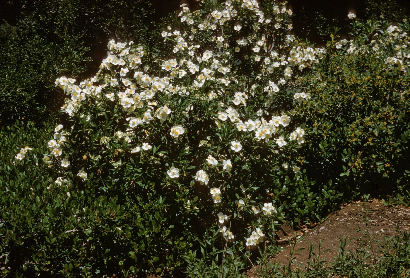 A large bush with dark, narrow leaves bursting with round-petaled, white flowers grows among the several other deep-green bushes. 